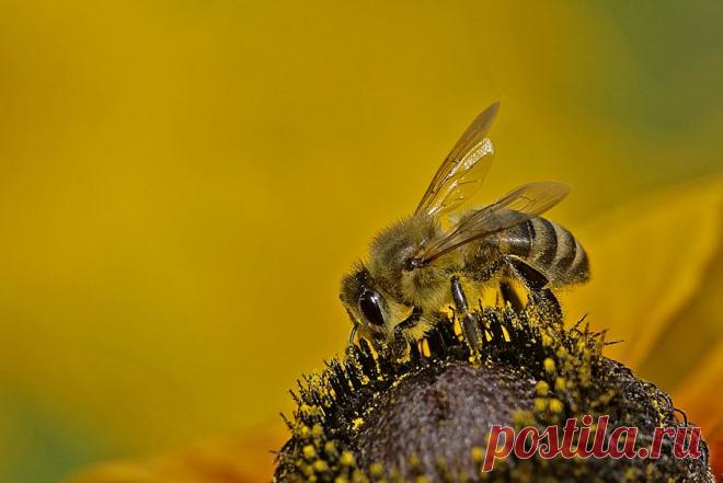 35PHOTO - Borsov Michail - Вечерне-медовая...