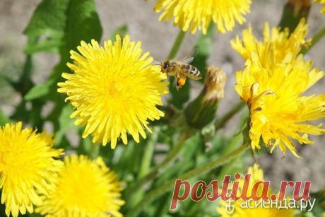 Чудесная «кладовая» рядом с нами / Асиенда.ру