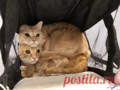 Лучше одного котика в доме могут быть только два