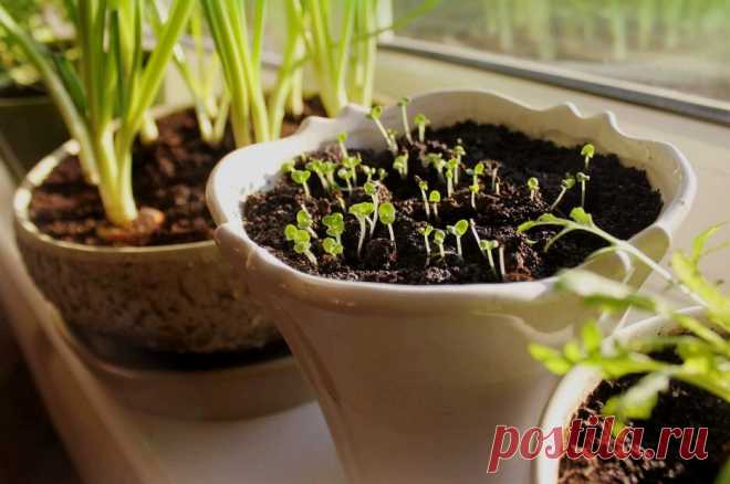 Им нужен всего лишь горшок! Или 6 видов овощей, не требующих особого ухода | Décor and Design | Яндекс Дзен