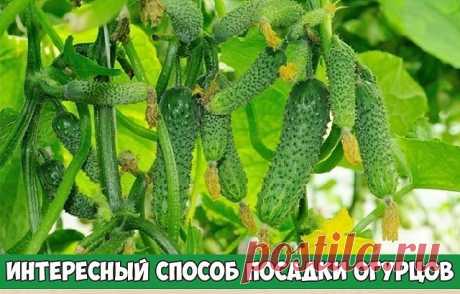 ИНТЕРЕСНЫЙ СПОСОБ ПОСАДКИ ОГУРЦОВ

У 5-литровых пластиковых бутылей из-под воды или подсолнечного масла срезаем дно и верхний конус, прикапываем на 5 см в землю, заполняем вкусной смесью (что было: торф из теплиц после выращивания грибов 1/3, огородная земля 1/2, зола 1/6). 
Оставляем на 2 пальца незаполненными. В каждую сажать по 2-3 пророщенных семечка. Вдоль ряда установили каркас из арматуры и натянули пластиковую сетку 10х10см. 
Сим достигается: 
1) более ранний на 7-...