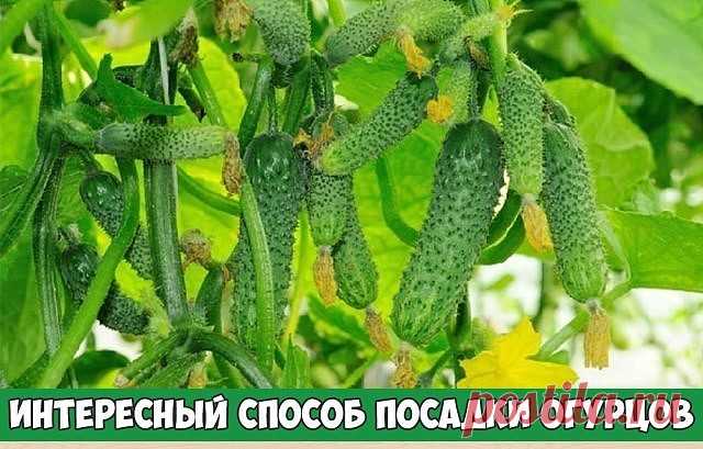 ИНТЕРЕСНЫЙ СПОСОБ ПОСАДКИ ОГУРЦОВ

У 5-литровых пластиковых бутылей из-под воды или подсолнечного масла срезаем дно и верхний конус, прикапываем на 5 см в землю, заполняем вкусной смесью (что было: торф из теплиц после выращивания грибов 1/3, огородная земля 1/2, зола 1/6). 
Оставляем на 2 пальца незаполненными. В каждую сажать по 2-3 пророщенных семечка. Вдоль ряда установили каркас из арматуры и натянули пластиковую сетку 10х10см. 
Сим достигается: 
1) более ранний на 7-...