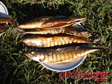 Копчение скумбрии, скумбрия горячего копчения