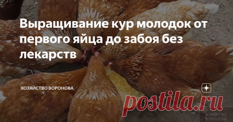 Выращивание кур молодок от первого яйца до забоя без лекарств автор канала  Вячеслав Воронов
куры летом в выгуле
Куры будут здоровы, если в курятнике будет следующее:
ЧТО ДОЛЖНО БЫТЬ В КУРЯТНИКЕ