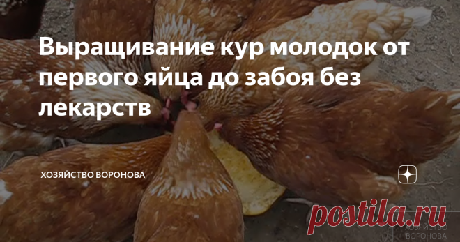 Выращивание кур молодок от первого яйца до забоя без лекарств автор канала  Вячеслав Воронов
куры летом в выгуле
Куры будут здоровы, если в курятнике будет следующее:
ЧТО ДОЛЖНО БЫТЬ В КУРЯТНИКЕ