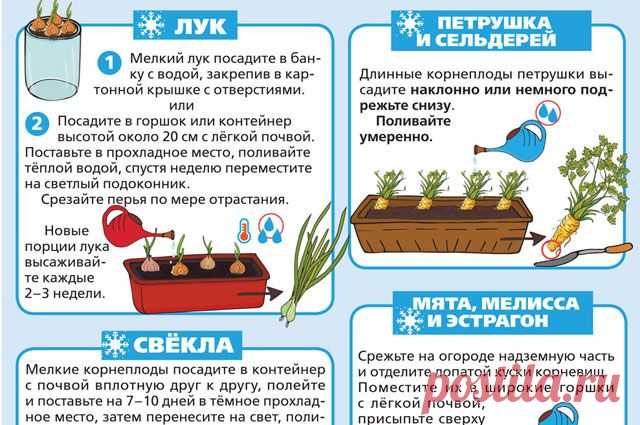 Зимняя посадка в домашних условиях. Инфографика В начале декабря займитесь выгонкой корнеплодов и пряных трав, богатых полезными и питательными веществами. Для этого возьмите любую имеющуюся под рукой тару, составьте почвосмесь и подберите посадочный материал.