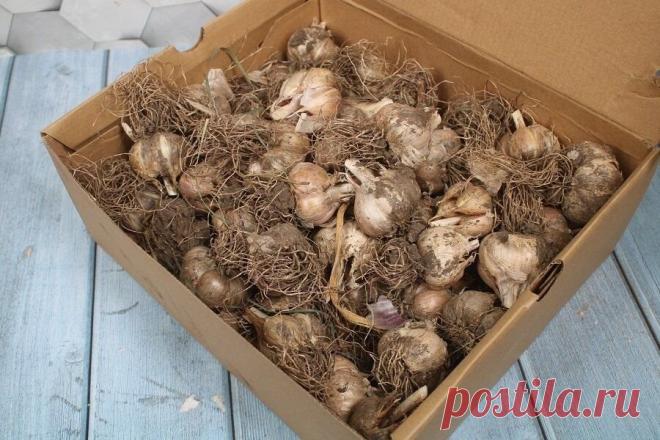 Необычная хитрость после которой чеснок можно хранить до следующего сезона Отличное решение для вечной проблемы.