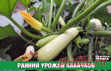 РАННИЙ УРОЖАЙ КАБАЧКОВ

Кабачки можно использовать в пищу в незрелом виде — 8-12-дневные зеленцы длиной 20-25 см, диаметром до 10 см; в эту пору созревания они имеют особенно приятный вкус.

Кабачки менее требовательны к теплу, чем огурцы; семена кабачков начинают прорастать при 8-9,5°.  При посеве семян в прогретую почву на глубину 10 см всходы появляются через 6-7 дней. Минимальная температура для развития плодов 15°, оптимальная — 26-27°.

У кабачков короткий период вег...