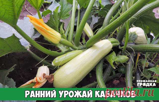 РАННИЙ УРОЖАЙ КАБАЧКОВ

Кабачки можно использовать в пищу в незрелом виде — 8-12-дневные зеленцы длиной 20-25 см, диаметром до 10 см; в эту пору созревания они имеют особенно приятный вкус.

Кабачки менее требовательны к теплу, чем огурцы; семена кабачков начинают прорастать при 8-9,5°.  При посеве семян в прогретую почву на глубину 10 см всходы появляются через 6-7 дней. Минимальная температура для развития плодов 15°, оптимальная — 26-27°.

У кабачков короткий период вег...
