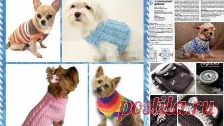 Выкройка комбинезона для собак: 5 тыс изображений найдено в Яндекс.Картинках