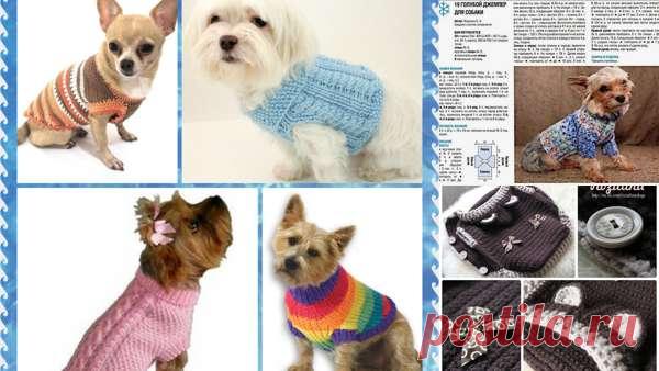 Выкройка комбинезона для собак: 5 тыс изображений найдено в Яндекс.Картинках