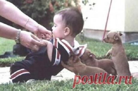 Очаровательные помощники Животные никогда не осудят человека, они могут подружиться с ним, стать верными друзьями, замечательными помощниками и всегда поддержат в трудную минуту.