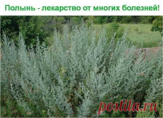 Полынь - лекарство от многих болезней!
Полынь - это сильнейшее средство дано для быстрого приведения больных в порядок.
Лечение полынью очищает тело от всяких вредных организмов, находящихся в нем (это разного рода простейшие - трихомонады, хламиды, герпес, кандида, лямблии, эхинококковая инфекция)., излечивает бессоницу, нервные болезни и восстанавливает обмен веществ, в результате чего исчезает ожирение и лишний вес.
Полынная терапия снимает почти все воспалительные процессы, особенно при п