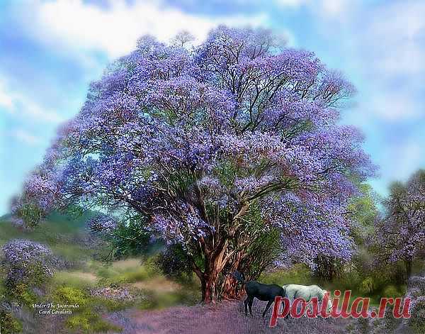 Under The Jacaranda Mixed Media by Carol Cavalaris - Under The Jacaranda Fine Art Prints and Posters for Sale