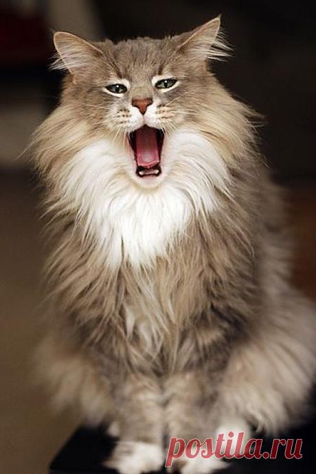 Can Cats Burp? (It's Time to Clear the Air)