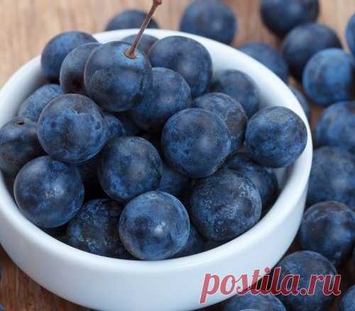 Терн – культура беспроблемная
