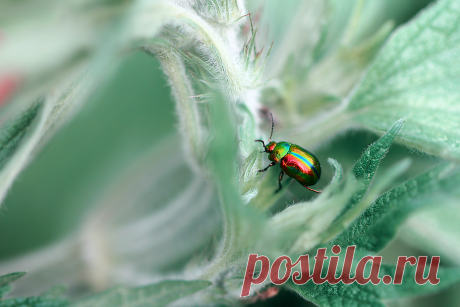 «Поскользнулся, упал, очнулся в сказке...» ( Листоед ясноточный (Chrysolina fastuosa) )