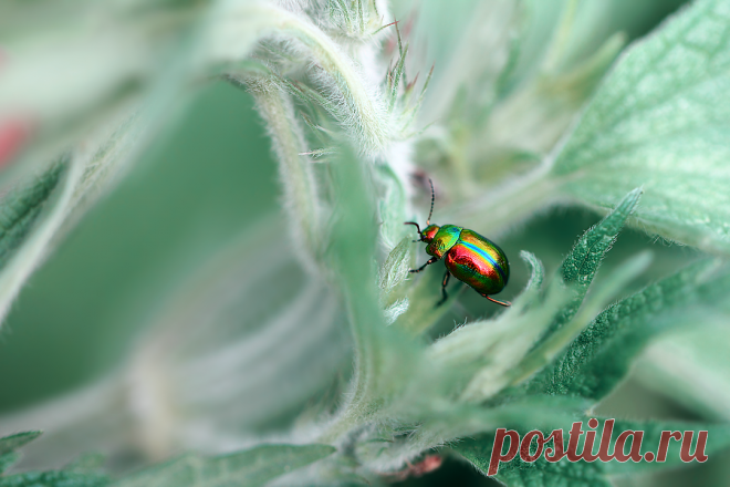 «Поскользнулся, упал, очнулся в сказке...» ( Листоед ясноточный (Chrysolina fastuosa) )