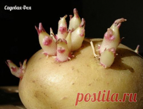 Ранний картофель в июне.