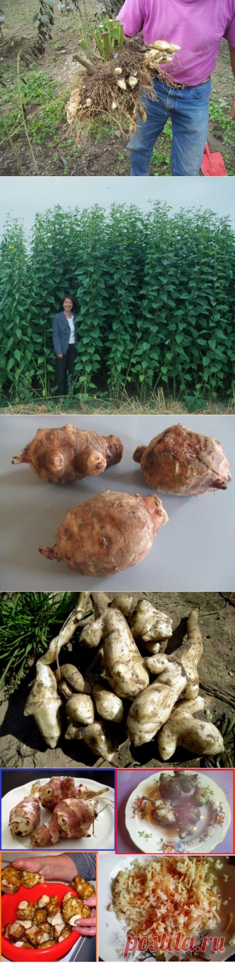 Земляная груша