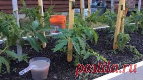 ПРОСТОЕ НАРОДНОЕ СРЕДСТВО, ЧТОБЫ ПОМИДОРЫ БЫСТРО РОСЛИ И ХОРОШО ПЛОДОНОСИЛИ После высаживания рассады томатов куда бы то ни было (то есть, в теплицу или открытый грунт), для быстрого становления и роста, её нужно обязательно подкормить. 
Вариантов подкормки есть множество, от использования супер-современных удобрений, до различных народных рецептов. Стоит сказать, что дово