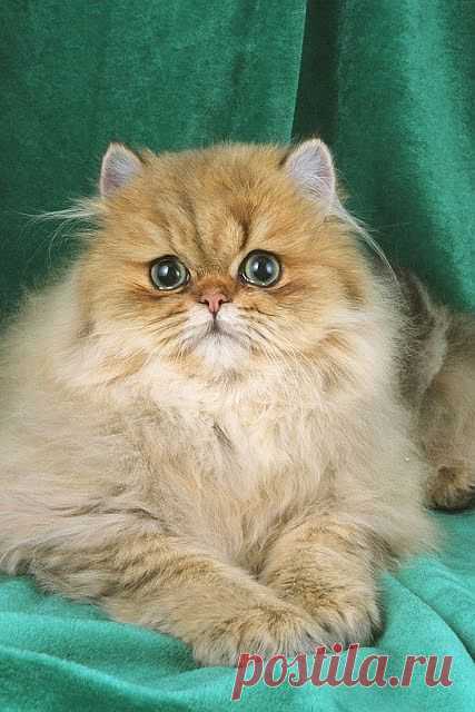 Health Problems in Persian Cats | Annie Many