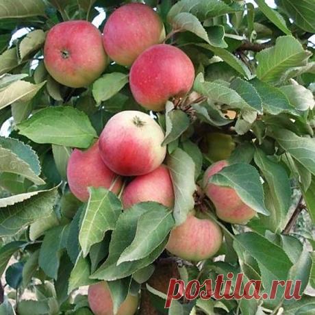 Как размножить яблоню: самые лучшие и перспективные способы размножения