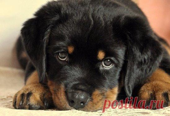 МОЙ МАЛЕНЬКИЙ СИМВОЛ ГОДА ! НЕ ПОДВЕДИ !