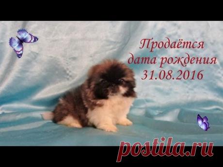 Щенок пекинеса, девочка.