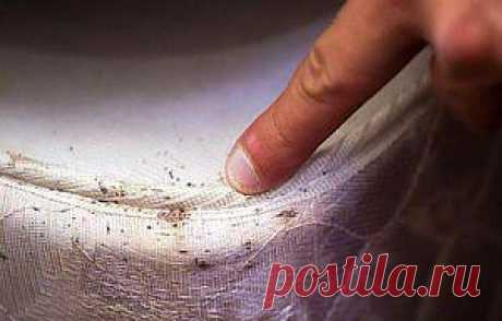 Клопы в квартире »