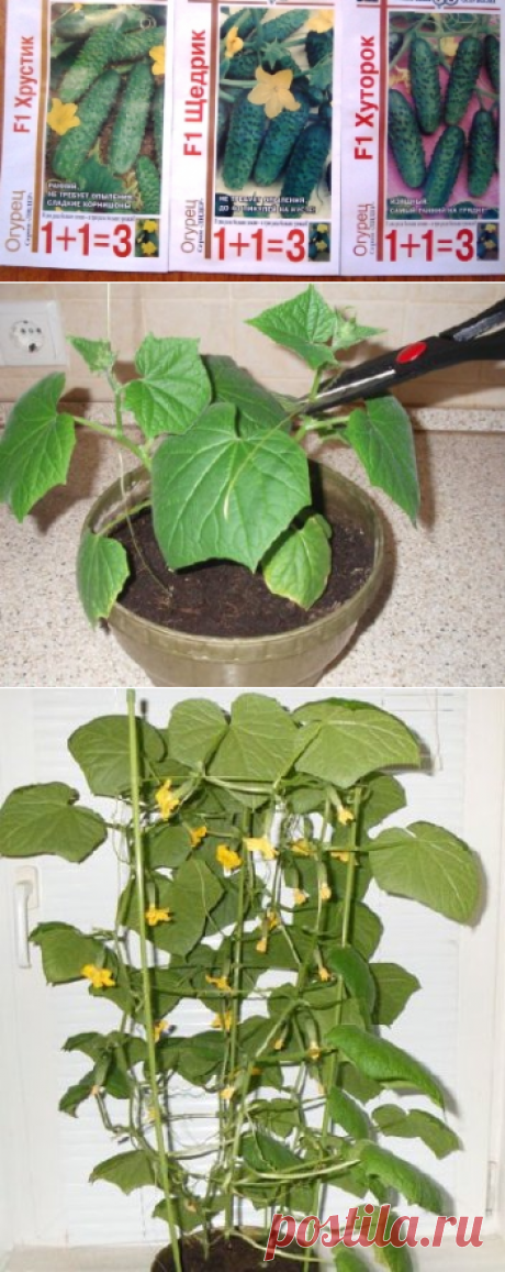 Выращивание огурцов на подоконнике зимой. Сорта, посадка, уход - Люблю свой сад
