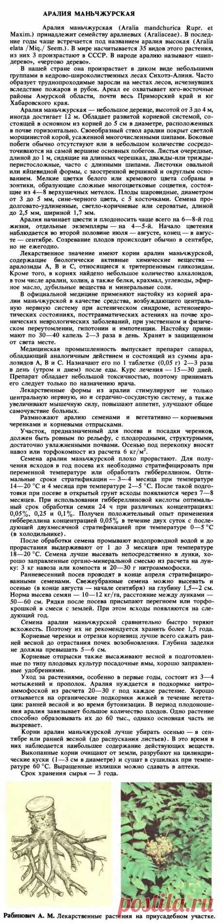Аралия маньчжурская