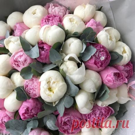 Розы