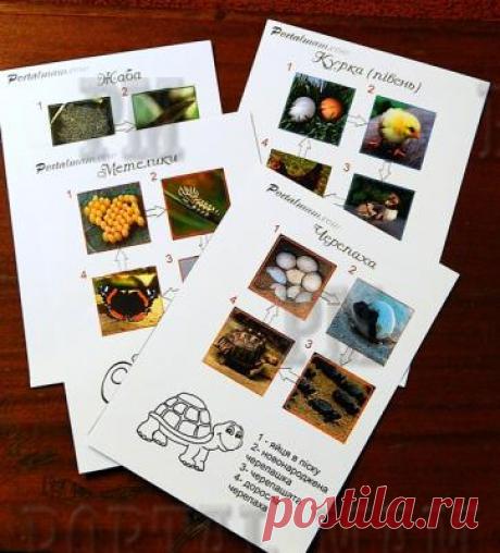 Тематические карточки &quot;Кто раньше?&quot; (&quot;Хто раніше?&quot;)  - Дети  задают большое количество вопросов. Предлагаемые карточки не только помогут ответить на некоторые из них: что или кто был раньше: курица или яйцо, как развиваются бабочки. Вся информация подана в виде картинок, что улучшает запоминание. А в конце можно немного отдохнуть изаняться раскрашиванием картинок.