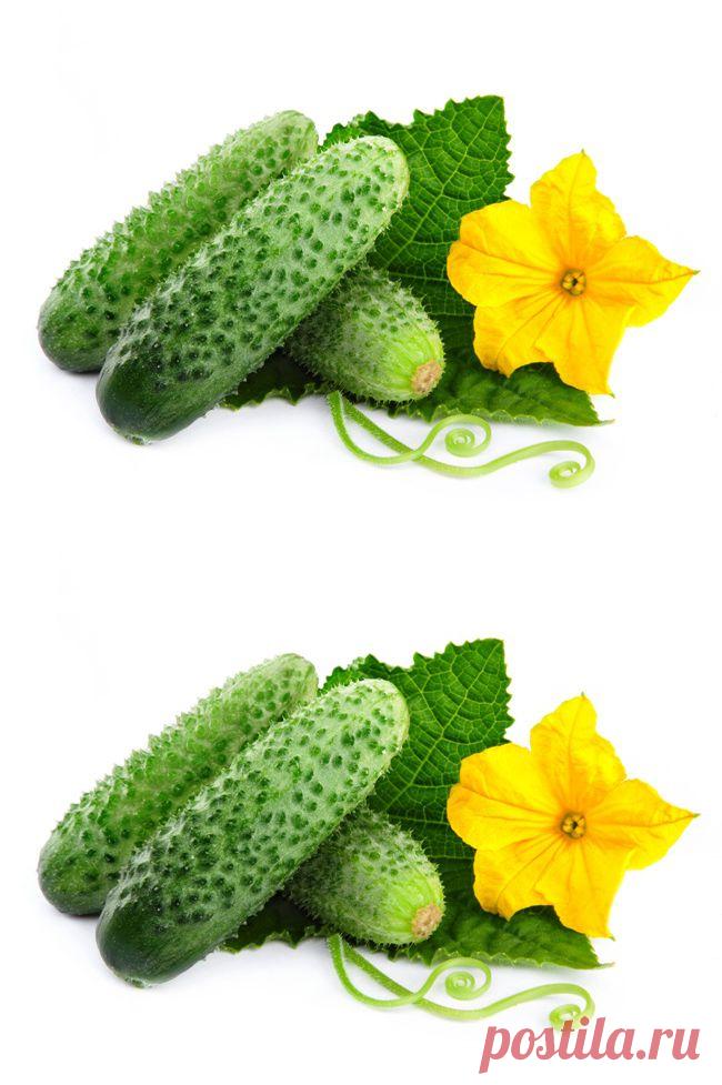 6 бесценных советов, чтобы листья огурцов не желтели.