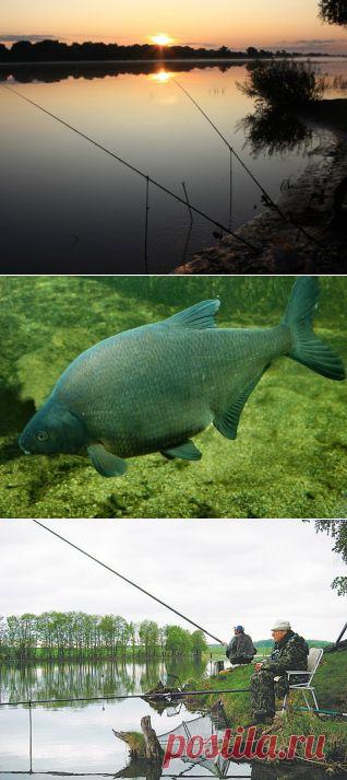 Майский лов леща! Удочка Наживка Рыболов Водоем Рыбак Рыба Крючок Черви Хобби Увлечение Озеро Поездка Речка Лодка Отдых Занятие Река Страсть Снаряжение клев улов Увлекаться Клевать Купаться Ловить, рыбная ловля, снасть, вываживание, подсечка, добыча,лещ,май