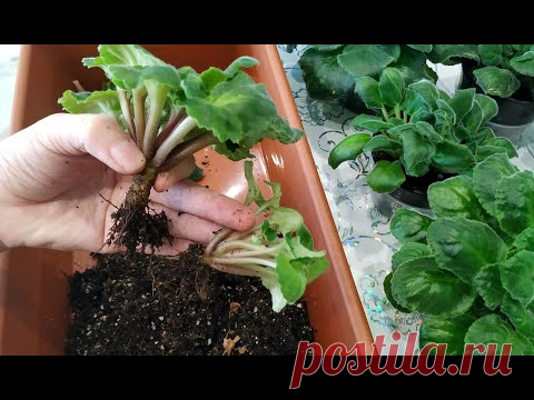 🌺 ФИАЛКИ ОСЕНЬ ☑️ Удаляем и УКОРЕНЯЕМ ПАСЫНКИ  ☑️ ОМОЛОЖИВАЕМ  и ПЕРЕСАЖИВАЕМ в новый грунт