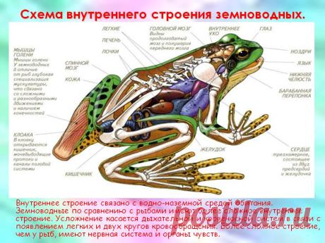 лягушки приспособление к среде обитания: 15 тыс изображений найдено в Яндекс.Картинках