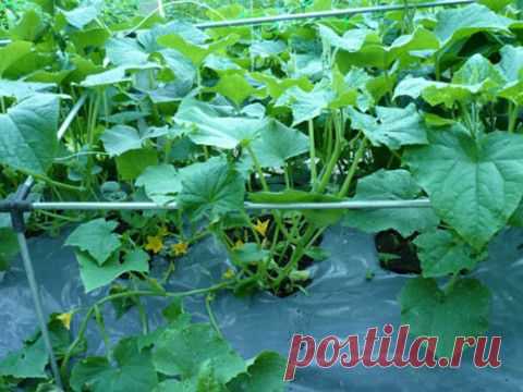 ПОСЛЕ КАКОЙ КУЛЬТУРЫ, ЧТО НЕ СЛЕДУЕТ САЖАТЬ НА СЛЕДУЮЩИЙ ГОД НА ТОМ ЖЕ МЕСТЕ | Мамам, женщинам, бабушкам и очень любознательным.