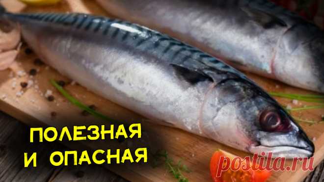 9 удивительных свойств скумбрии и опасность, о которой многие не догадываюся | ПОДСЛУШАНО СЕКРЕТЫ РЫБОЛОВА | Дзен