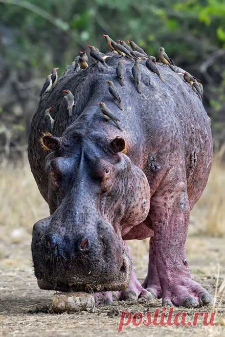 Hippo: Kills the most people in Africa. Naturally territorial and temperamental, they can move on land quite quickly, &amp; can open that mouth 90 degrees