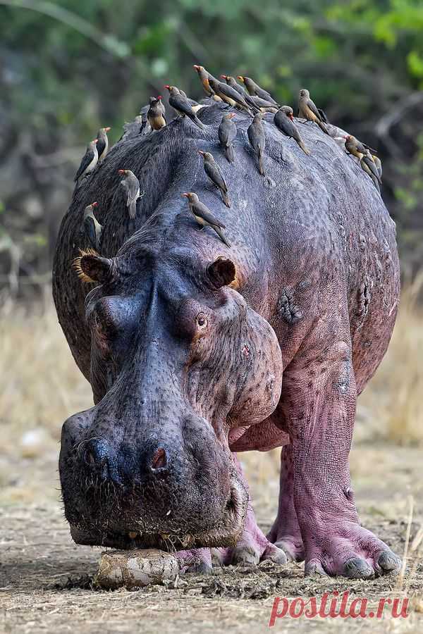 Hippo: Kills the most people in Africa. Naturally territorial and temperamental, they can move on land quite quickly, & can open that mouth 90 degrees