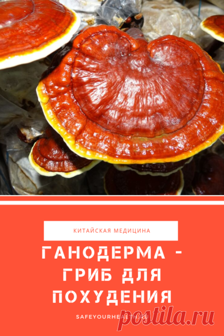 Гриб ганодерма (рейши) для похудения: отзывы, как принимать
Ганодерма (гриб рейши), полезные свойства которой известны много столетий, начали активно продвигать, как средство для похудения. Что говорят об этом отзывы реальных людей? Как принимать ганодерму для похудения?