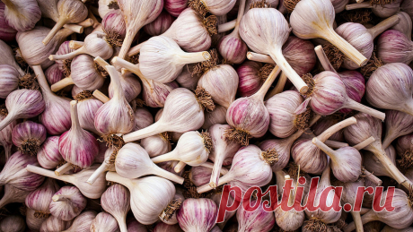 Посадка чеснока в 2025 году под зиму: выбор даты, подготовка почвы и семян Статья автора «ИДЕИ ВАШЕГО ДОМА» в Дзене ✍: Когда сажать чеснок под зиму в 2025 году? Даем информацию в статье. Одно из последних дачных дел в этом сезоне — посадка озимого чеснока.