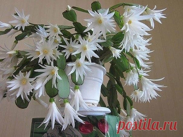 Одноклассники