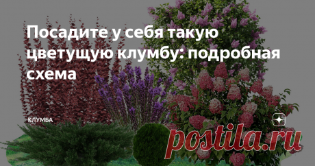 Посадите у себя такую цветущую клумбу: подробная схема