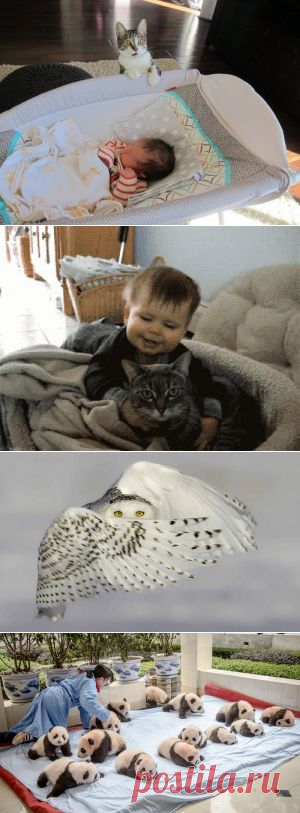 Забыли сказать коту, что в семье родился ребенок — Фото дня, 6 апреля 2015