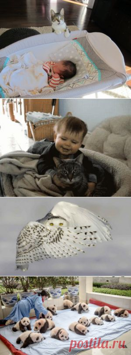 Забыли сказать коту, что в семье родился ребенок — Фото дня, 6 апреля 2015