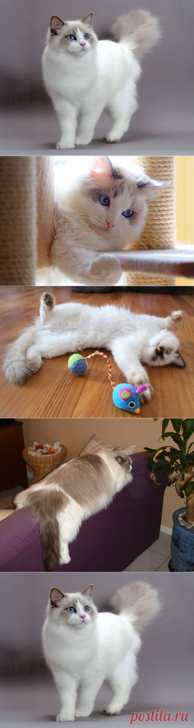 Рэгдолл, всегда расслабленная кошка