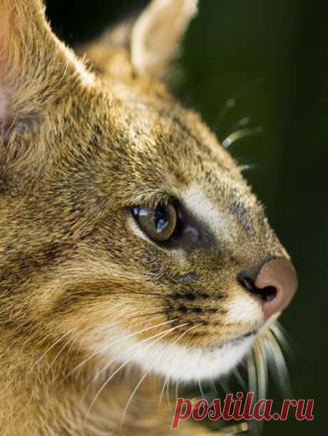 Pampas Cat - Cerrado Ecosystem, Brazil